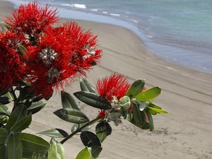 Pohutukawa on Wainui Beach